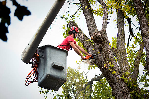 Trusted Paragould, AR Tree Service Experts